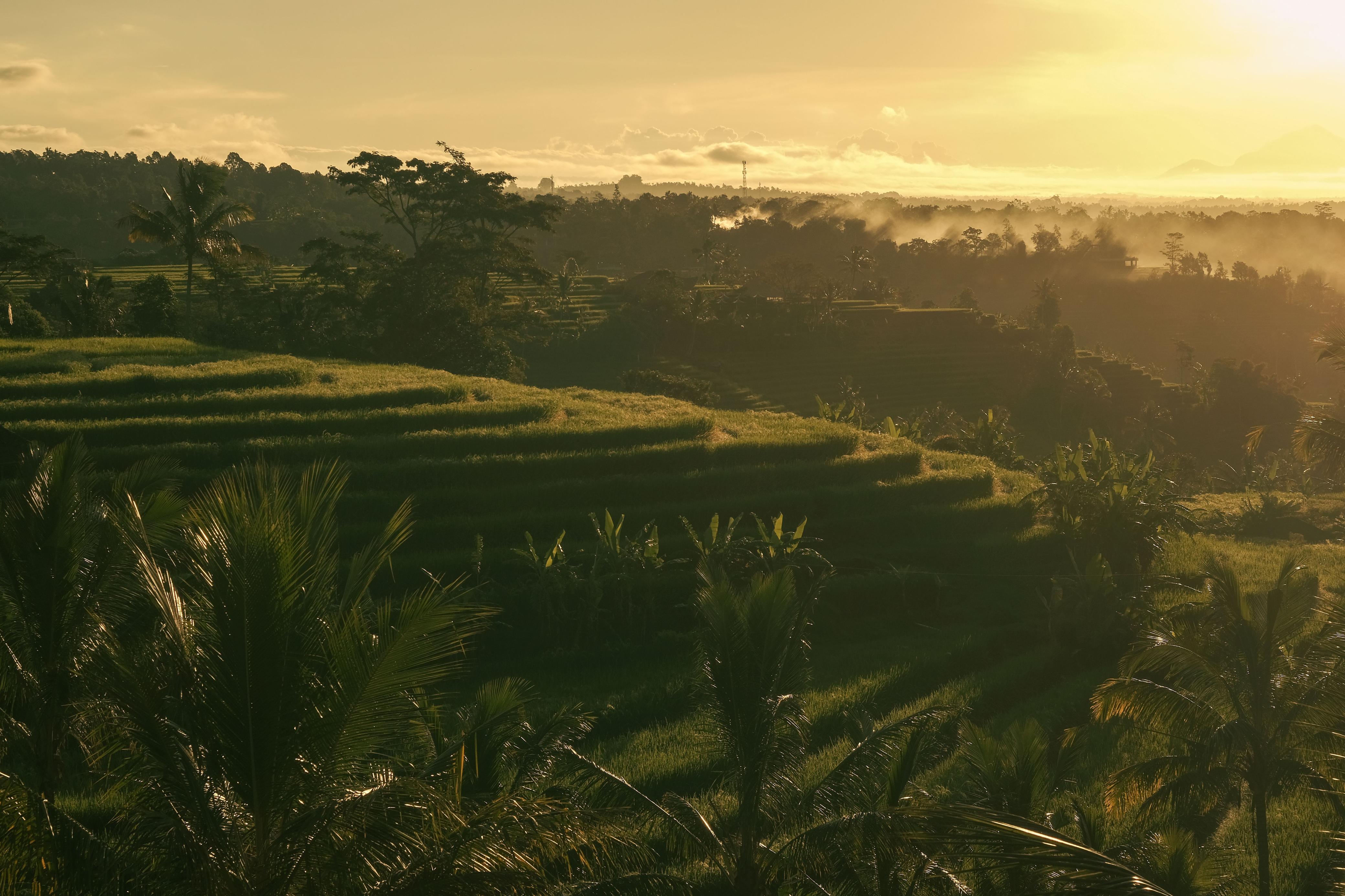 Rice Terrace